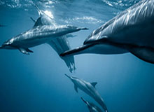 古媒：马杜罗被美强行控制后，古委最高领导层首次公开接触